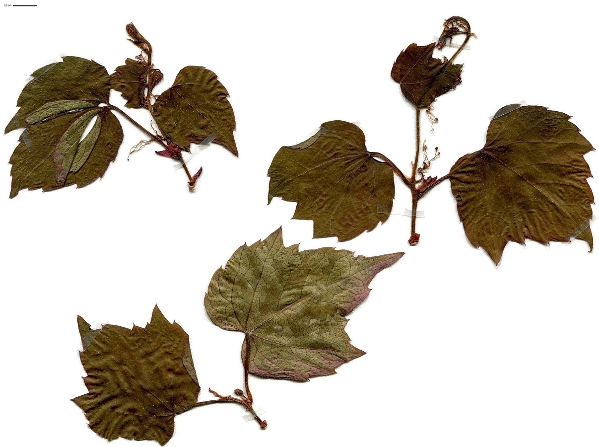 Parthenocissus tricuspidata (Vitaceae)